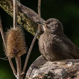 Redwell   27 05 2020   D500   Les 230.jpg